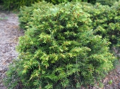 Tsuga canadensis 'Rugs Washington Dwarf' 